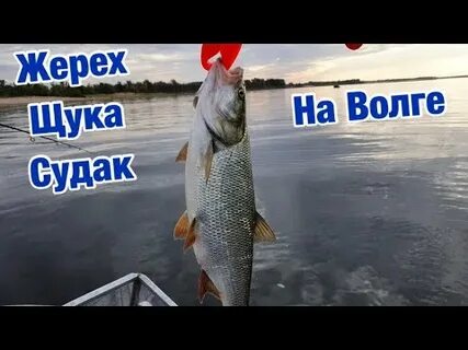 Щука на волге осенью