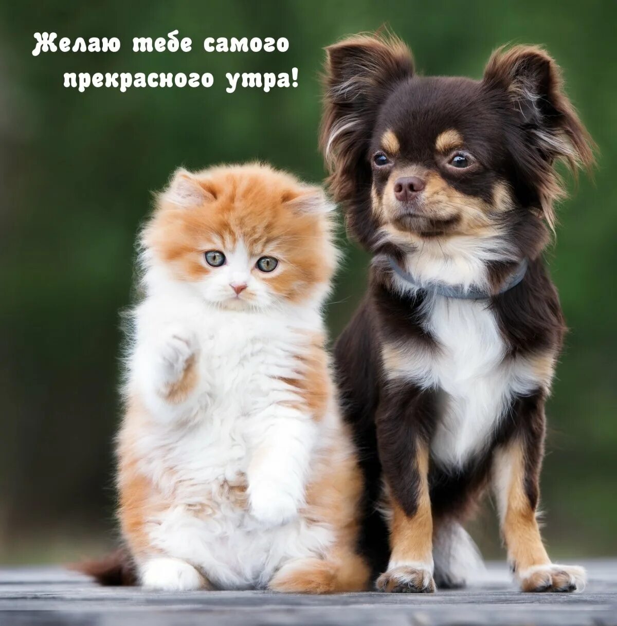 Щенок и котенок. Включи котиков собачек. Щенок и котенок. Милые котята и щенки. Самые красивые кошки и собаки.