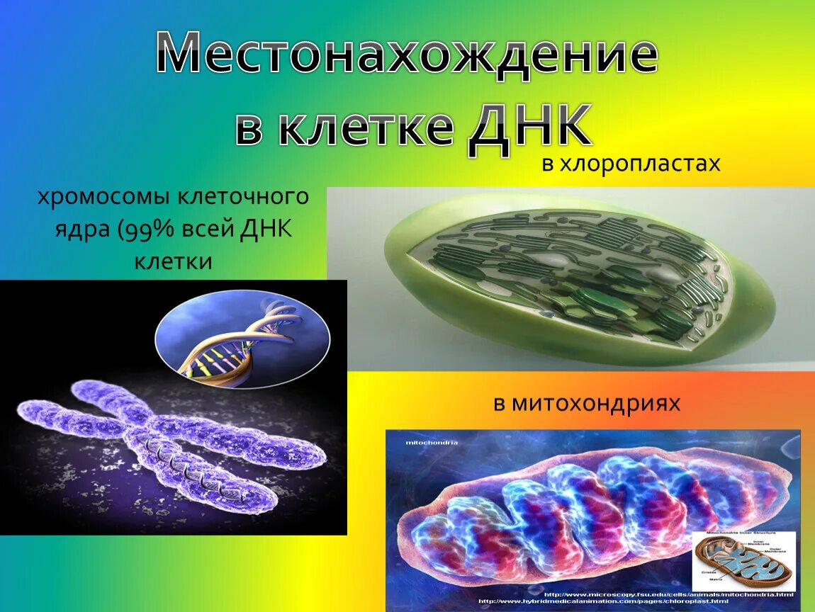 ДНК В ядре клетки. Местоположение клетки