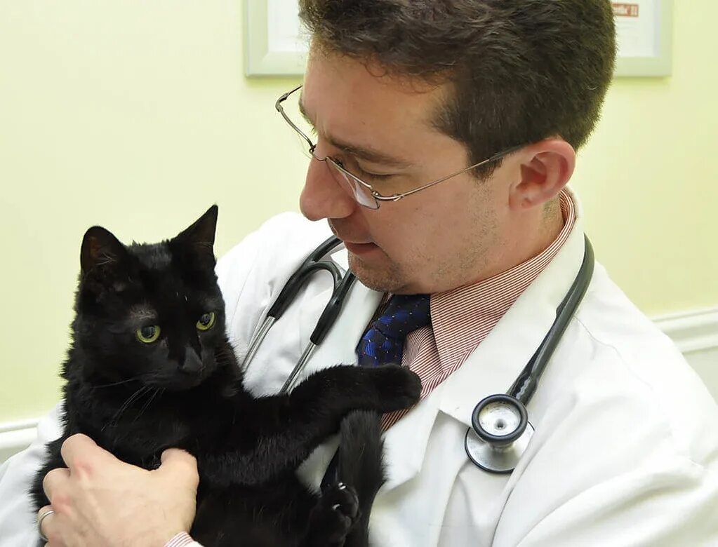 Биовет ветеринарная клиника на дмитровском шоссе. Ветеринар нижний. Ветеринарная клиника нижний новгород коминтерна. Нижегородский ветеринарный госпиталь нижний новгород. Ветеринар нн.