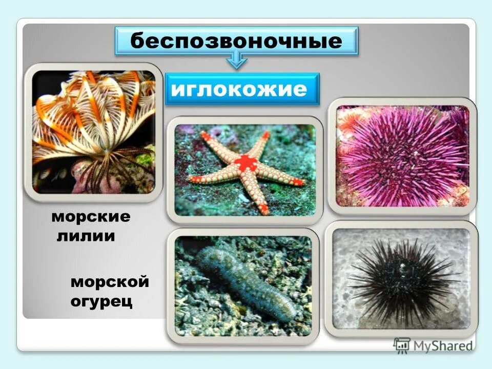 иглокожие морской огурец. иглокожие морские ежи,звезды,лилии,огурцы. к какой группе животных относится морская звезда. иглокожие морская звезда доклад. царство иглокожие.