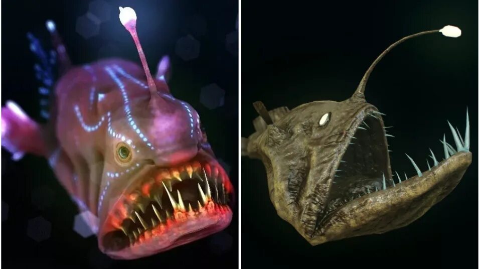 Трёхзвёздный удильщик. Морские чудовища рыба удильщик. Рыба удильщик немо. Глубоководная рыба удильщик. Европейский удильщик.