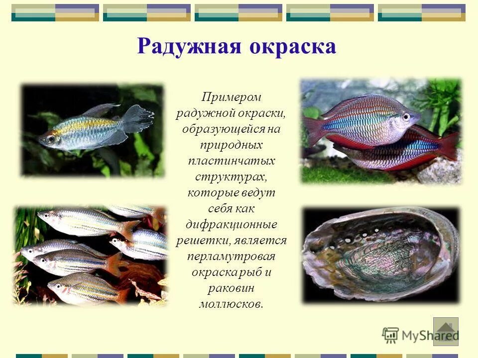 Отделы тела форма тела рыбы. Расчленяющая окраска животных. Окрас тела рыбы. От чего зависит окрас рыбы. Окраска рыб в связи с их образом жизни.