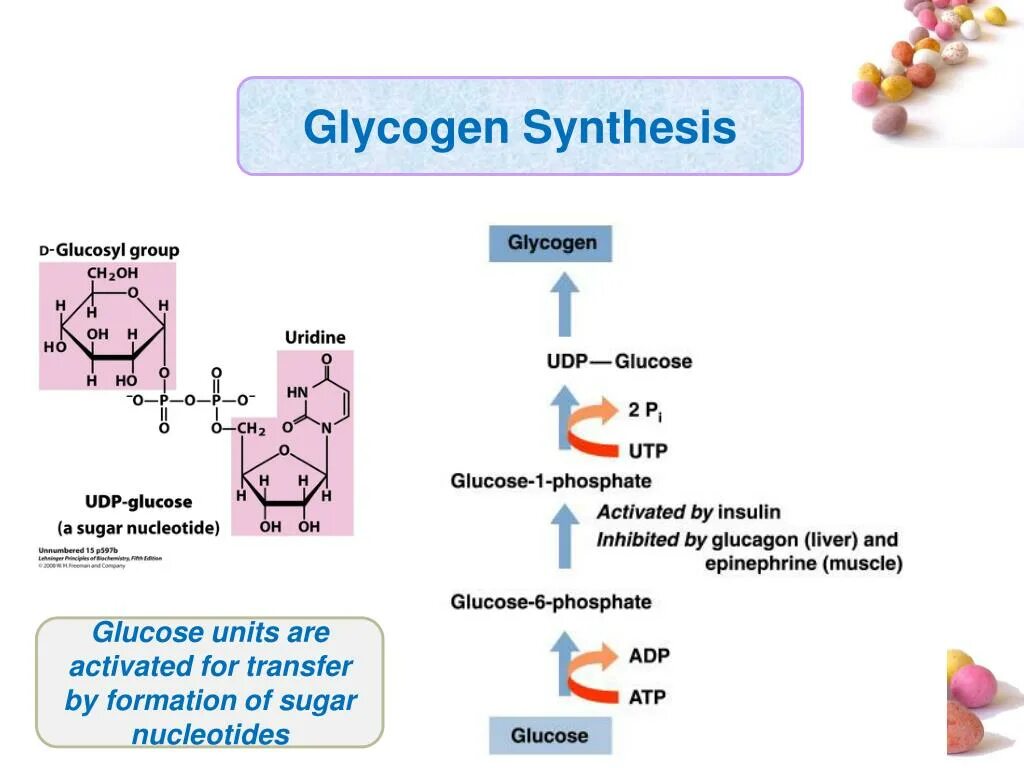 Гликоген. Размер молекул гликогена. Гликоген в дрожжах. Гликоген и вода.