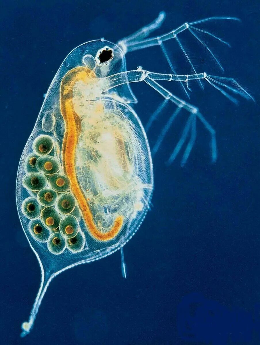 Ветвистоусые дафния. Ветвистоусый рачок дафния. Зоопланктон дафния. Дафния ракообразные.