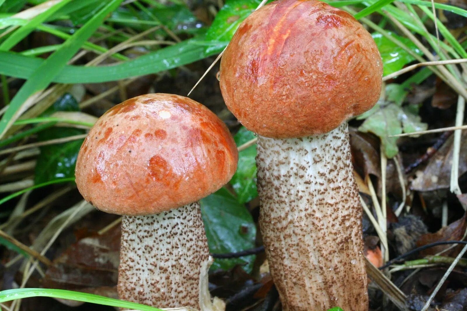 Подосиновик благородный гриб. Подосиновик красноголовик. Обабок красноголовик. Подосиновик красный (Leccinum aurantiacum). Подосиновик обабок.