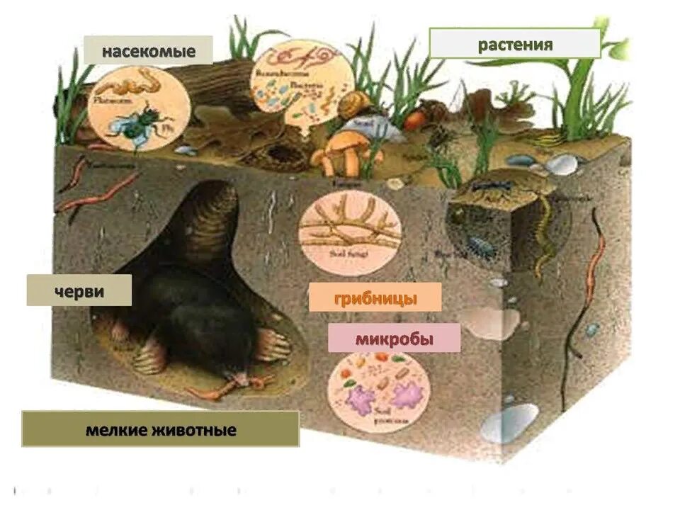 В чем участвуют живые организмы. Обитатели почвы. Живые обитатели почвы. Животные почвы. Почва и подземные обитатели.