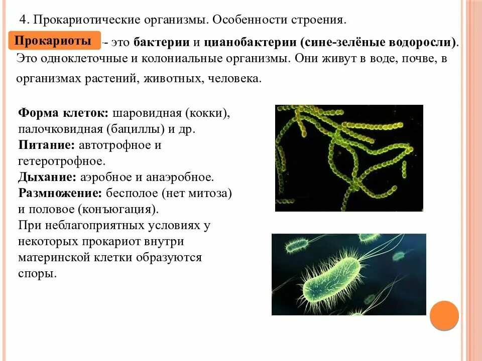 Прокариотами называются