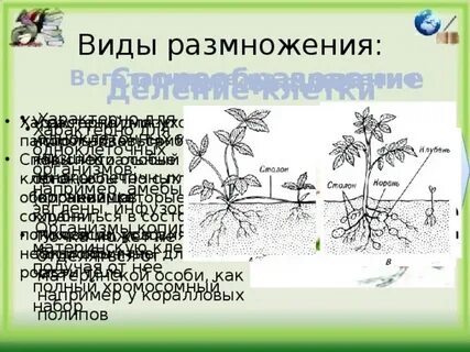 Благодаря размножение происходит