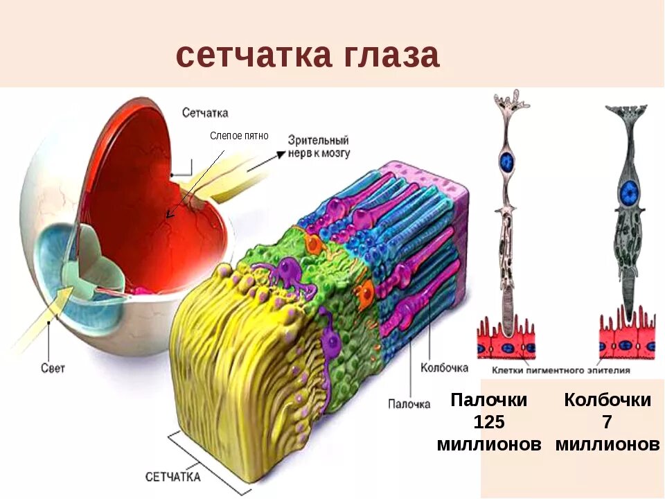 Палочки и колбочки сетчатки глаза. Палочки и колбочки сетчатки глаза расположены. Колбочки в сетчатке глаза. Расположение палочек и колбочек в сетчатке.