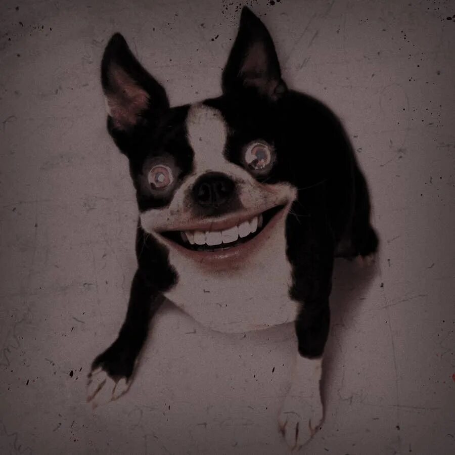 Крипипаста smile dog оригинал. Крипипаста улыбка смайл дога. Крипипаста смайл дог хаски. Смайл дог оригинал хаски. Мистические собаки страшные.