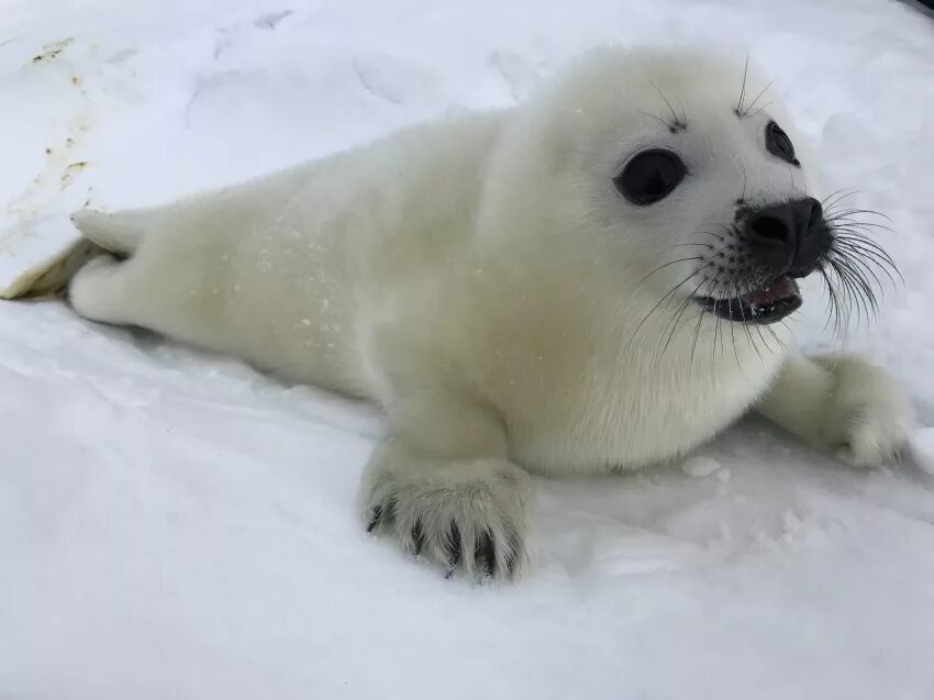 Белый морской тюлень