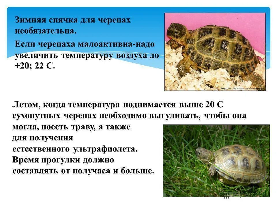 Почему люди содержат дома черепах. Сухопутная черепаха в спячке. спячка у сухопутных черепах. черепахи в спячке сухопутная черепаха. сухопутные черепахи рассказ.