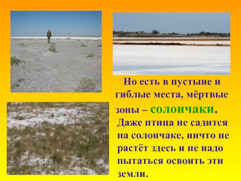 Место где ничего не растет. Солончаки в пустыне. Солончаки в пустынях. Пустыни презентация. Сообщение о пустыне.