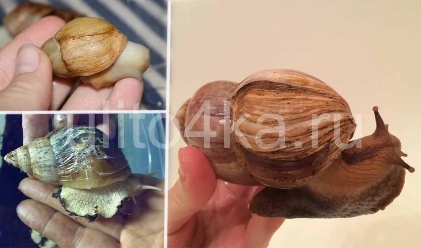 Улитка ахатина без раковины. Улитка ахатина с белым панцирем. Улитка ахатина раковина. У улитки побелела раковина. Улитка ахатина раковина слоится.