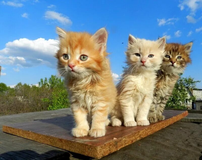 Трое и кот. Три кошки. трое котят. котятки три кота. троя котят.