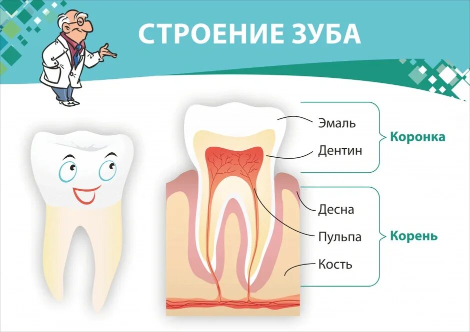 Зубы человека рисунки
