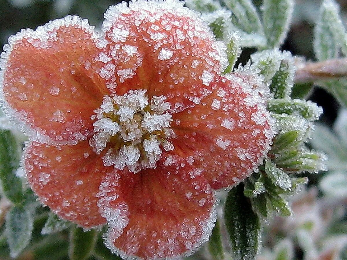 Много заморозков. Зимние цветы. Цветы в инее. Снежные цветы. Цветы в снегу.