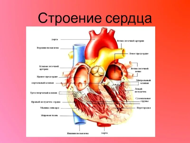 Внешнее и внутреннее строение сердца. Строение сердца. строение сердца человека. сердце строение анатомия. строение и работа сердца.