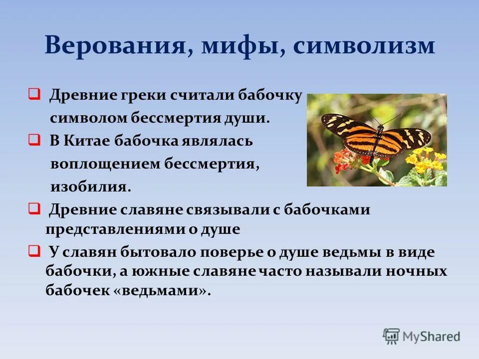 Бабочка значение символа. Что символизирует бабочка. бабочка символизм. символ бабочка что означает.