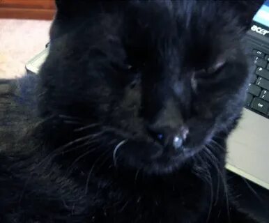Сопли у кота