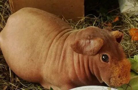 Морская свинка без шерсти