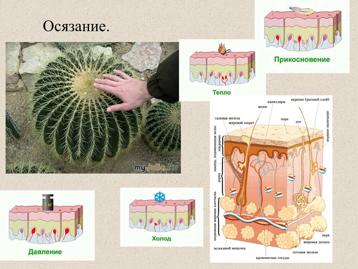 Осязание. Система осязания. Осязание схема. Орган осязания строение.