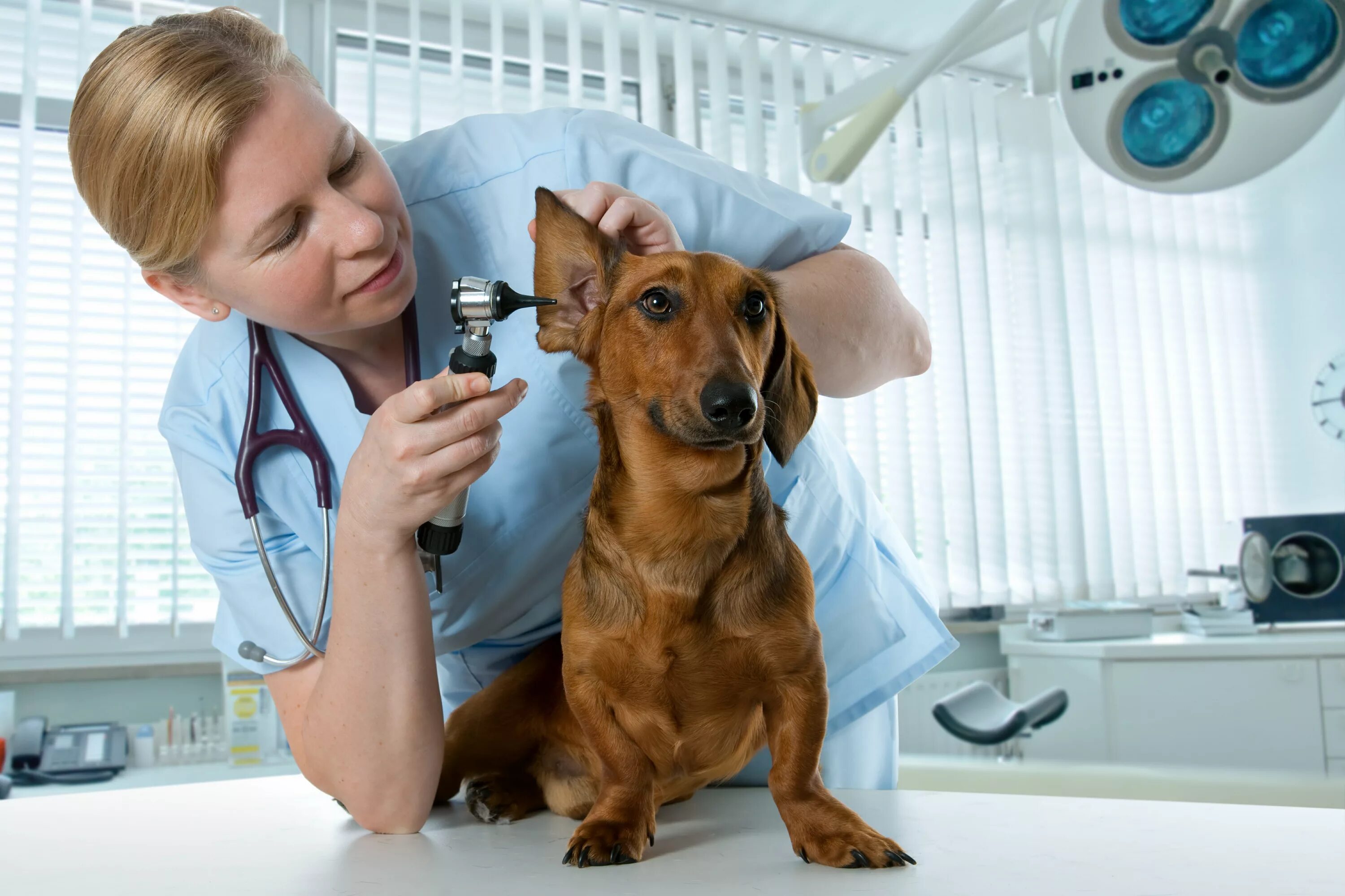 Обследование собак. Ветеринар. Профессия ветеринар. Собака в ветеринарной клинике. Vetirenar.