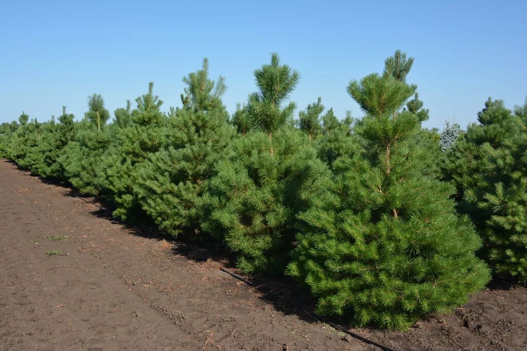 Хвойные купить в москве. Сосна обыкновенная Pinus Sylvestris. Саженец сосны (Pinus Sylvestris). Сосна обыкновенная Pinus Sylvestris l. 1. Сосна обыкновенная ( Pínus Sylvestris).