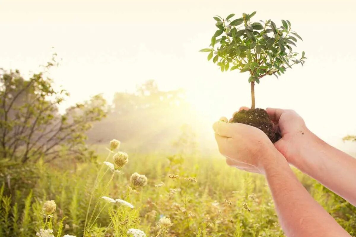 People take care of nature. Ту би Шват дерево. Дерево в руках. Саженец в руках. Саженец дерева в руках.