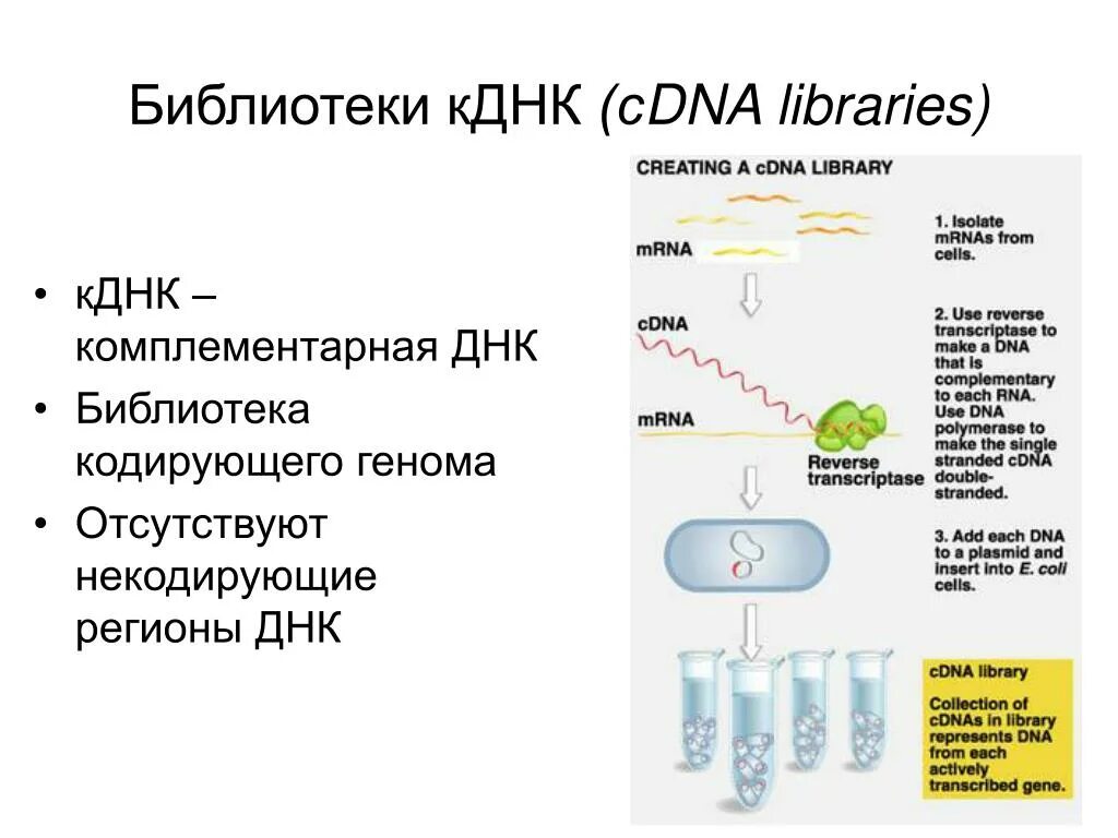Комплиментарные днк. Библиотека ДНК. Синтез КДНК. Комплементарная ДНК. Геномная библиотека ДНК.