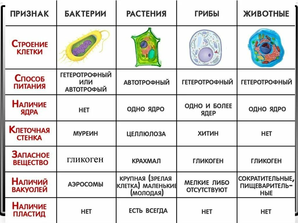 Чем отличаются бактерии от грибов и растений. Сравнительная таблица клеток растений животных бактерий грибов. Строение клетки животного и растения и бактерии и грибов таблица. Сравнение строения клеток растений животных грибов и бактерий. Сравнение строения растительной животной и грибной клетки таблица.