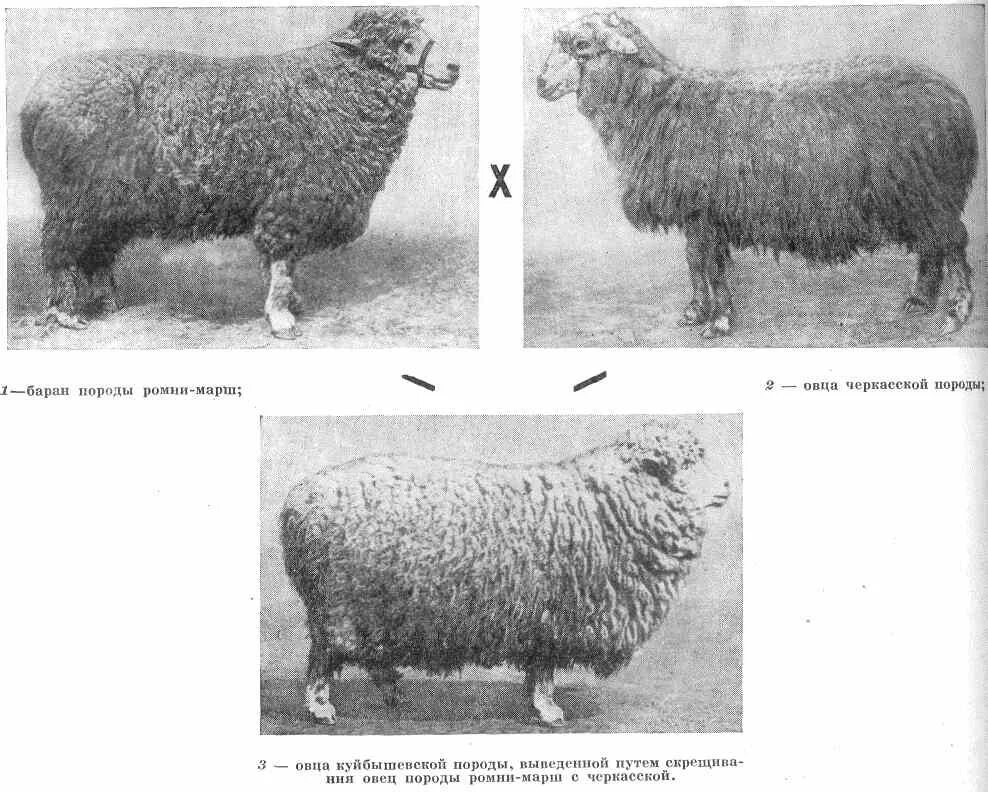 Скрещивание породистых. Схема скрещивания овец. Скрещенные породы животных. Скрещивание овец. Скрещивание сельскохозяйственных животных.