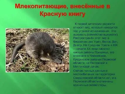 Млекопитающие из красной книги