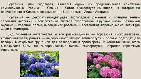 Систематика гортензии