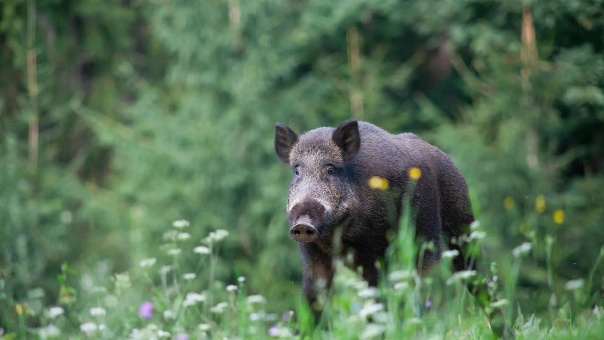Мерседес w140 кабан. Андрея кабана животного. Кабан в лесу. Дикий кабан. Европейский кабан.