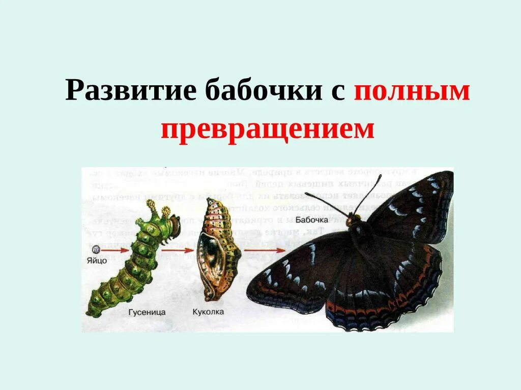 Полное превращение элементов. Развитие бабочки с полным превращением. полное превращение бабочки. фазы развития насекомого с полным превращением. развитие с полным превращением.