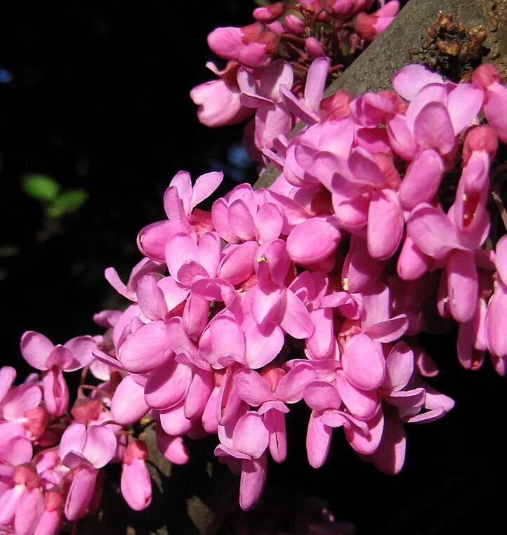 Церцис. Cercis siliquastrum. Церцис бобовый. Церцис дерево.