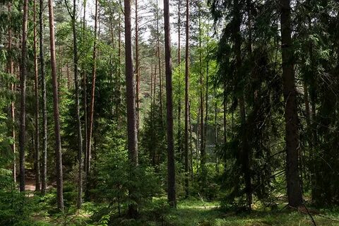 Площадь хвойных лесов