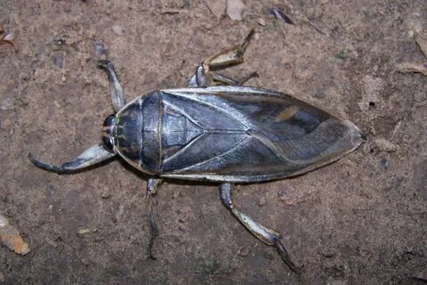 Belostomatidae