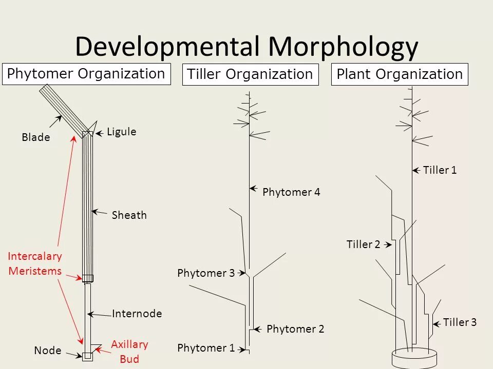 How plant. Фитомеры растений. intercalary meristems. tiller bud. plant anatomy and morphology.