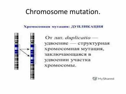 Удвоение участка хромосомы