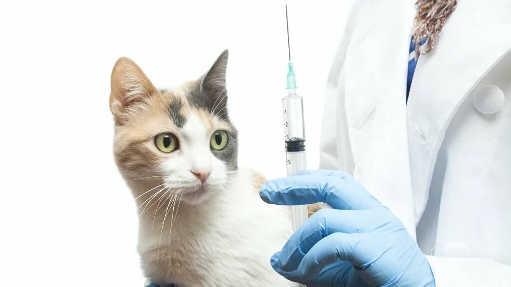 Иммунизация животных. Вакцинация животных. ветеринар вакцинация. прививание животных. вакцины для животных.
