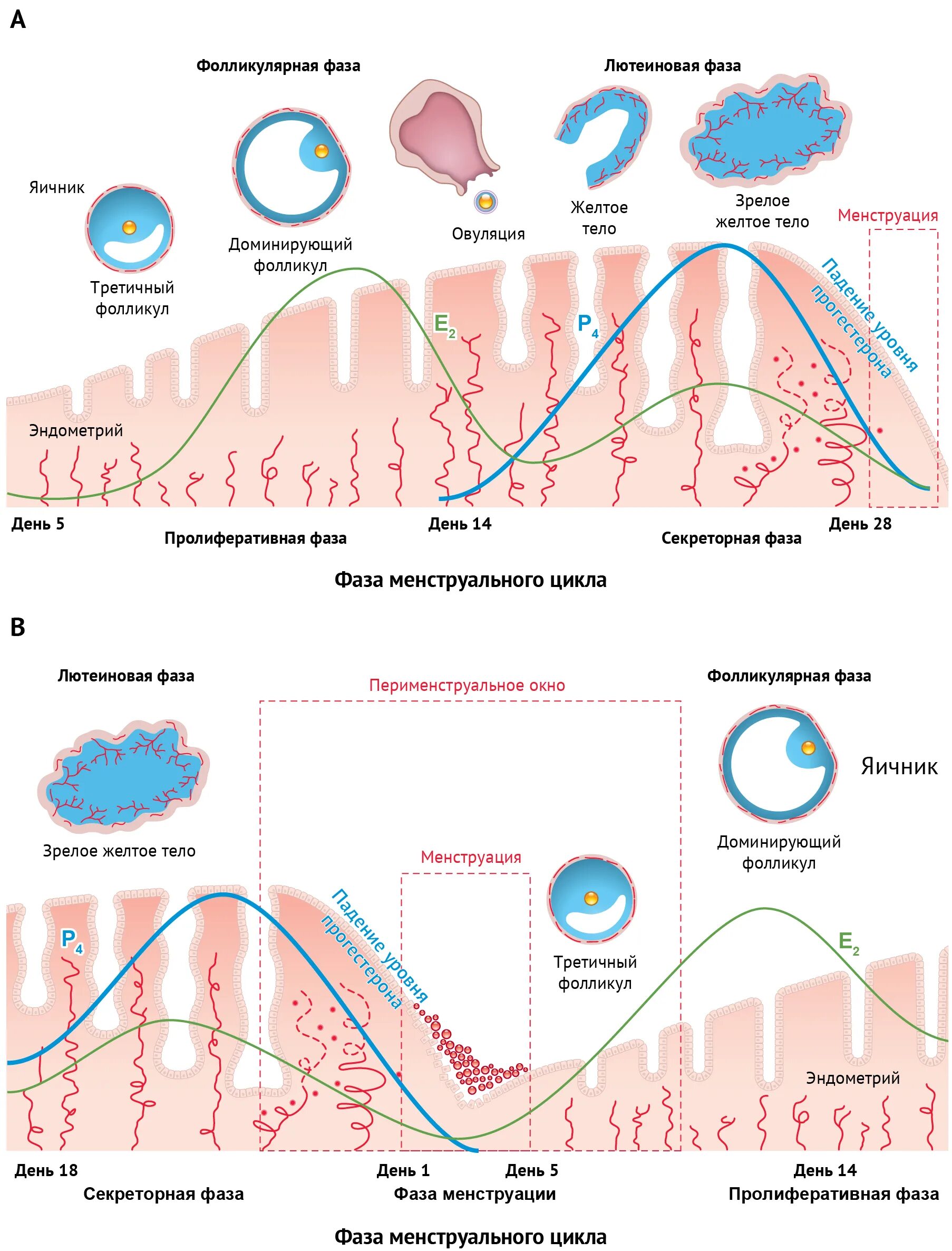 Фазы менструального цикла и толщина эндометрия. Эндометрий фазы цикла эндометрия менструационного. Фаза пролиферации менструационного цикла. Фазы менструационного цикла и эндометрий. Толщина эндометрий по фазам цикла.