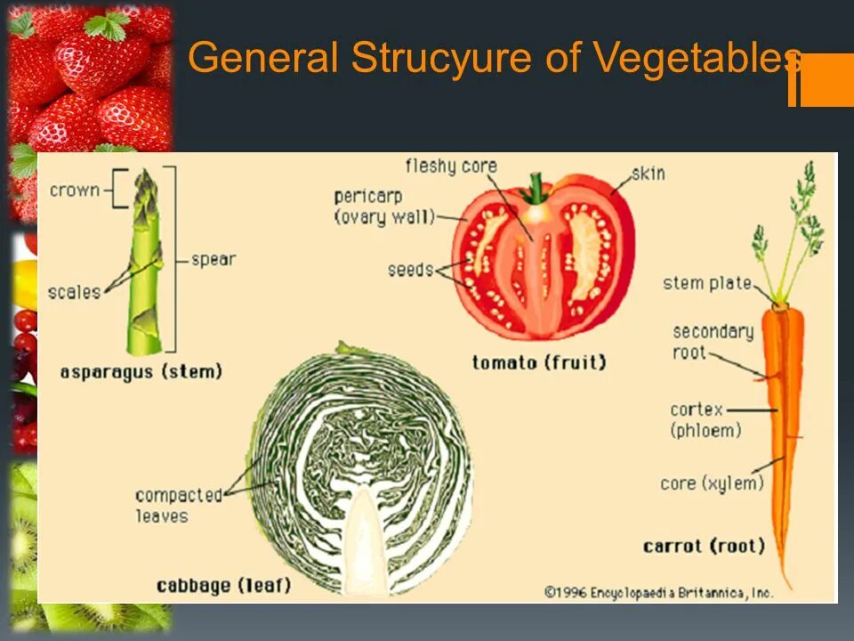 Строение плода томата. Строение плода помидора. Строение помидора в разрезе. Строение томата схема. Внутреннее строение томата