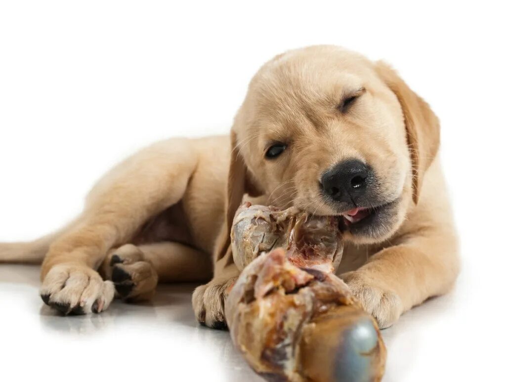 лабрадор черный. Linda picken картины. алмазная мозаика щенок лабрадора. лабрадор ретривер черный. лабрадор черный гладкошерстный.