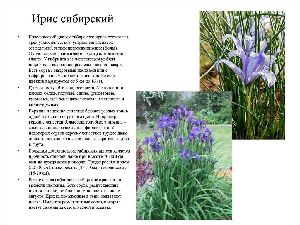 Ирис растение описание. Описание ириса цветка. Сочинение 4 класса удивительные растения забайкалья. Ирис презентация. Ирис цветок описание.
