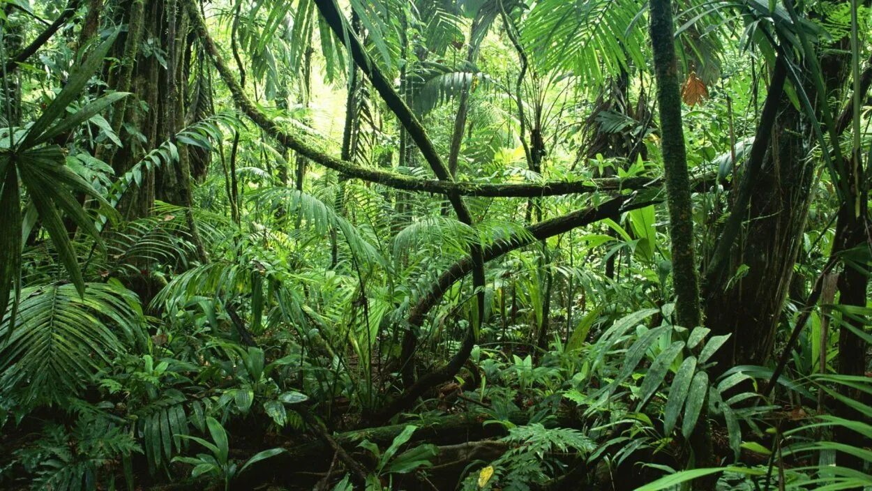 Природная зона тропические леса