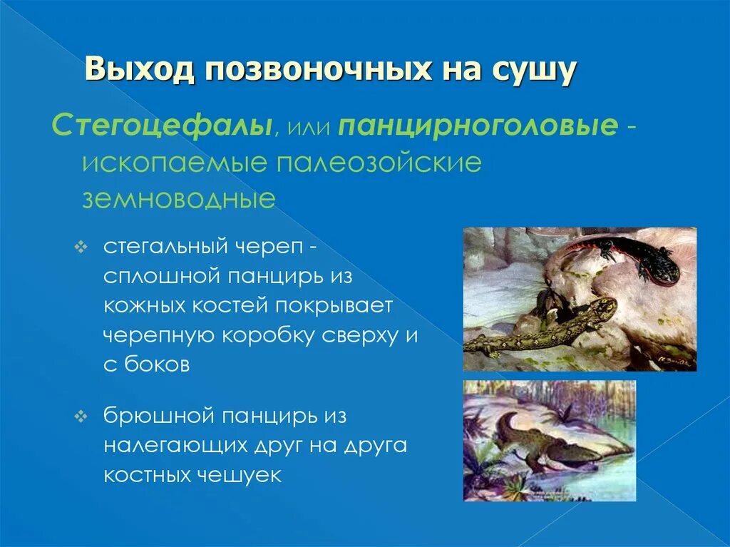 Первое позвоночное на суше. Выход организмов на сушу. Выход позвоночных на сушу. Первое позвоночное на суше. Брюшные ребра стегоцефалов.