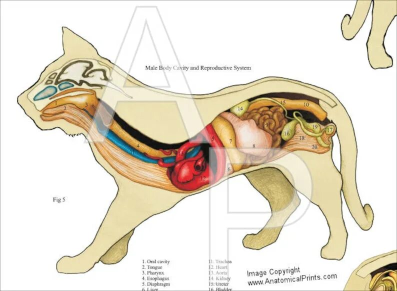 Cat organ. Мочеполовая система кота анатомия. Анатомия кота внутренние органы. Репродуктивная система кошки анатомия. Анатомия беременной кошки внутренние органы.